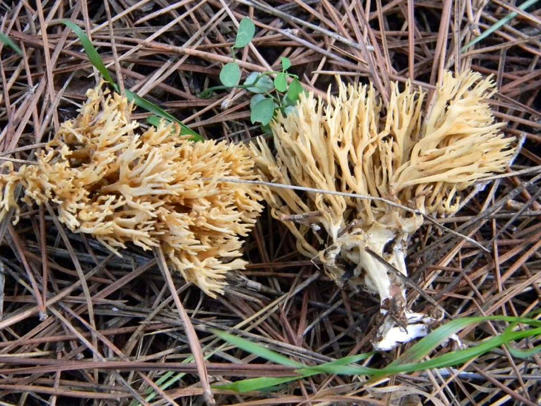 1823 Novembre vecchio ritrovamento